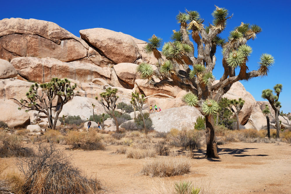 Joshua Tree NP