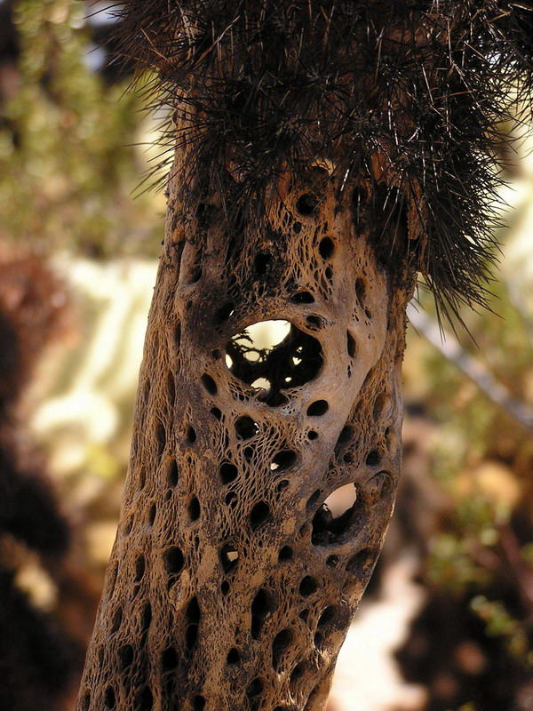 Joshua Tree N.P.