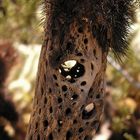 Joshua Tree N.P.