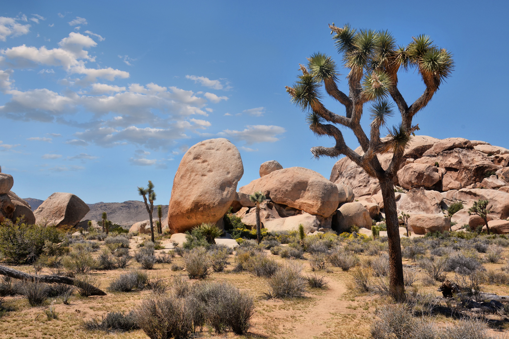 Joshua Tree N.P.