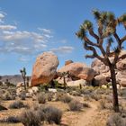 Joshua Tree N.P.