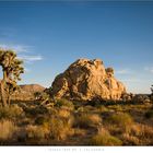 Joshua Tree NP 1