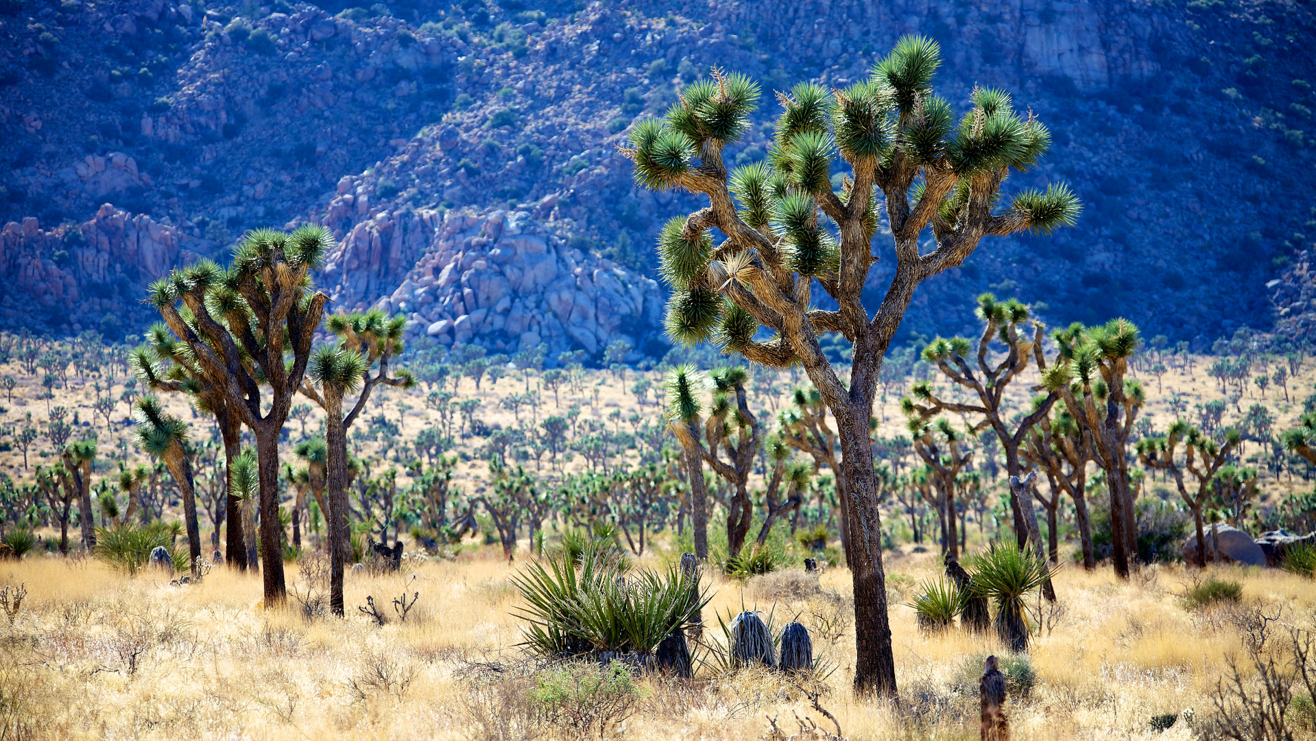 Joshua Tree NP 1