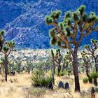 Joshua Tree NP 1