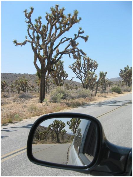 Joshua Tree NP #2