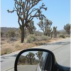 Joshua Tree NP #2