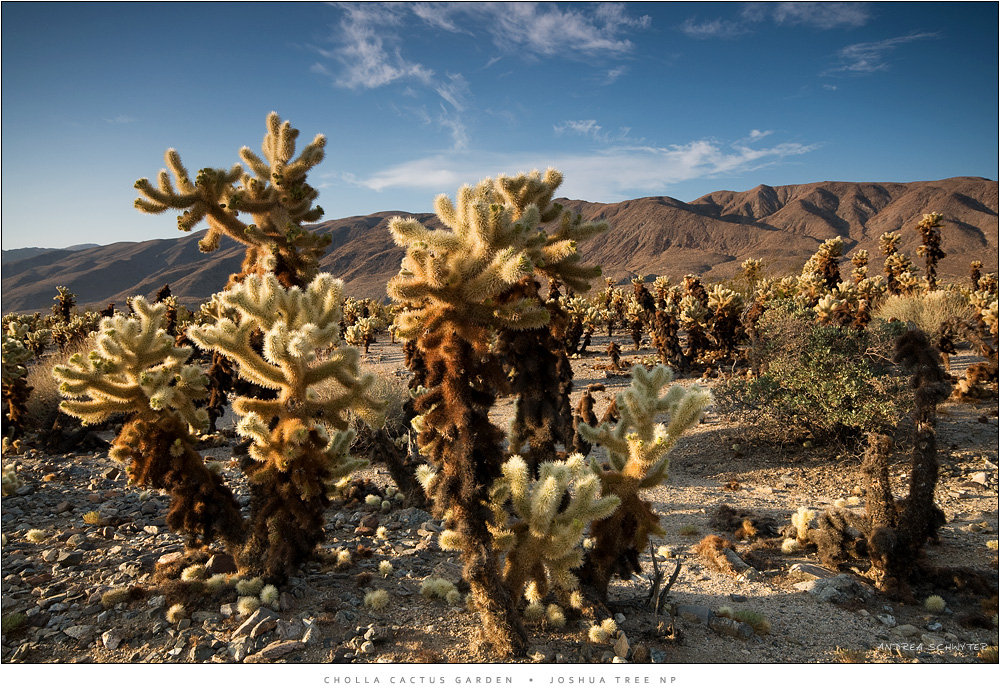 Joshua Tree NP 2