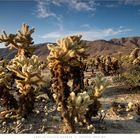 Joshua Tree NP 2