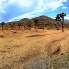 Joshua Tree NP 2022