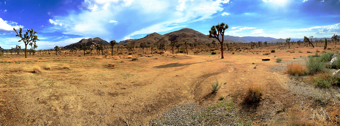 Joshua Tree NP 2022