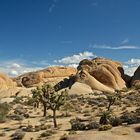 Joshua-Tree NP