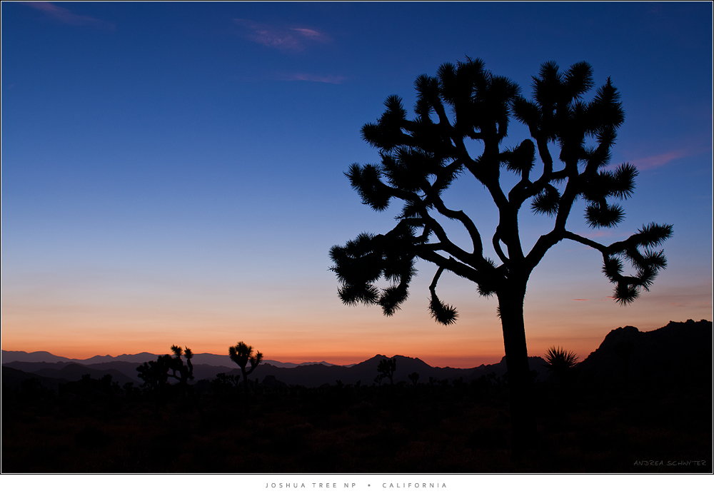 Joshua Tree NP 3