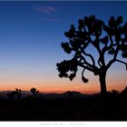 Joshua Tree NP 3