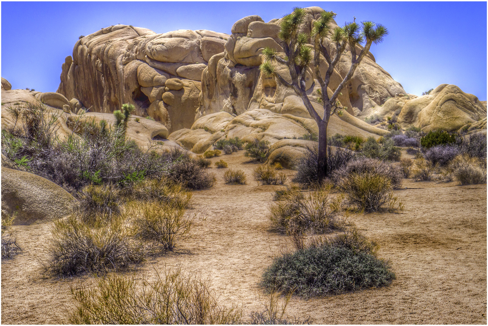 Joshua Tree NP