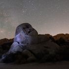 Joshua Tree NP