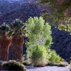 Joshua Tree N.P.