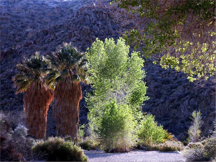 Joshua Tree N.P.