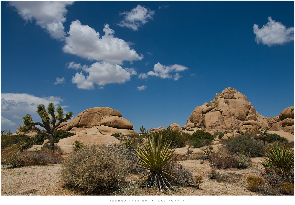 Joshua Tree NP 4