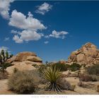 Joshua Tree NP 4