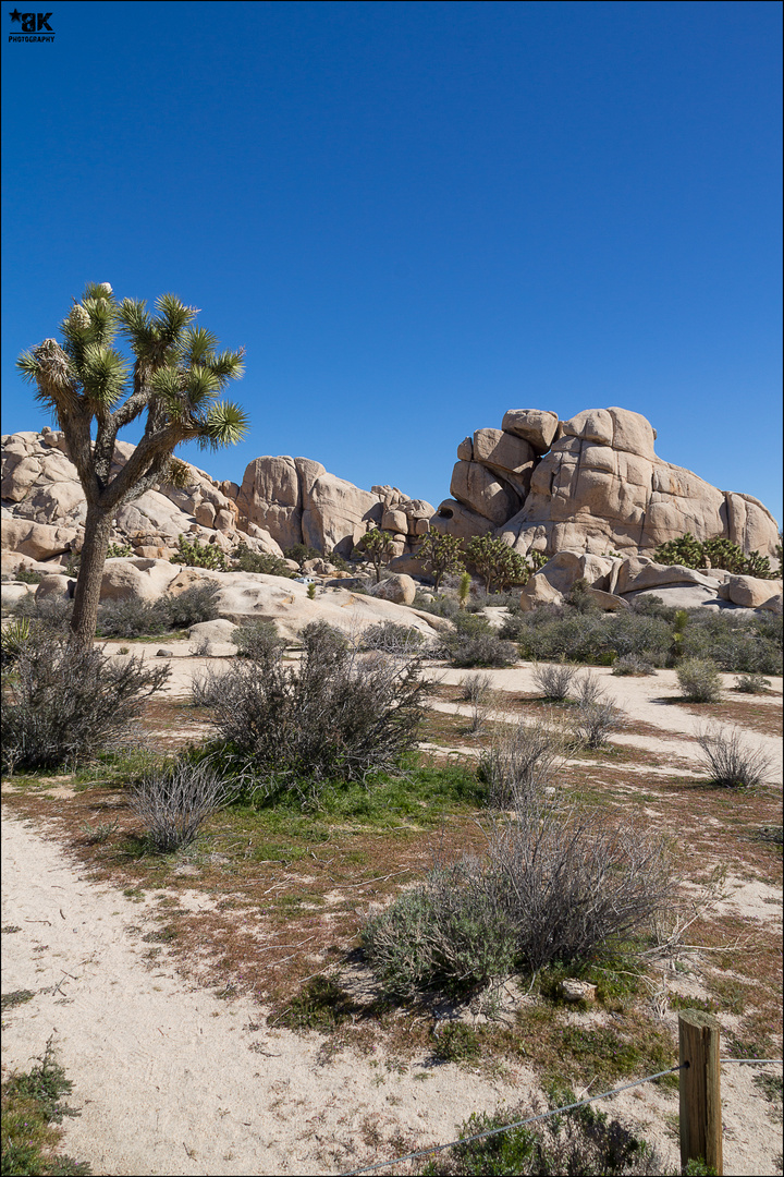 - Joshua Tree NP -