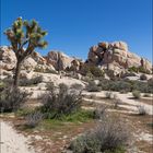 - Joshua Tree NP -