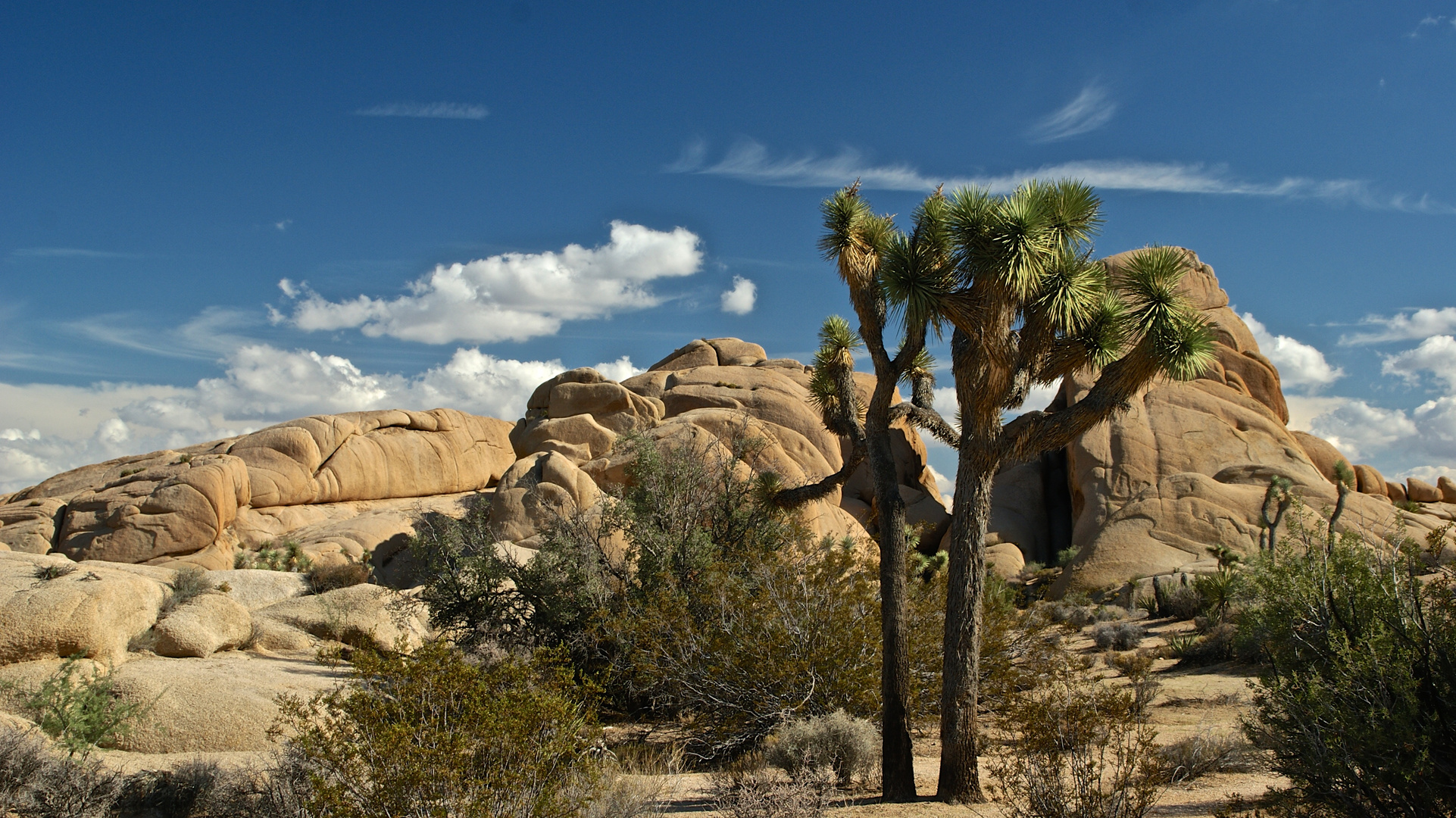 Joshua Tree NP