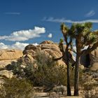 Joshua Tree NP