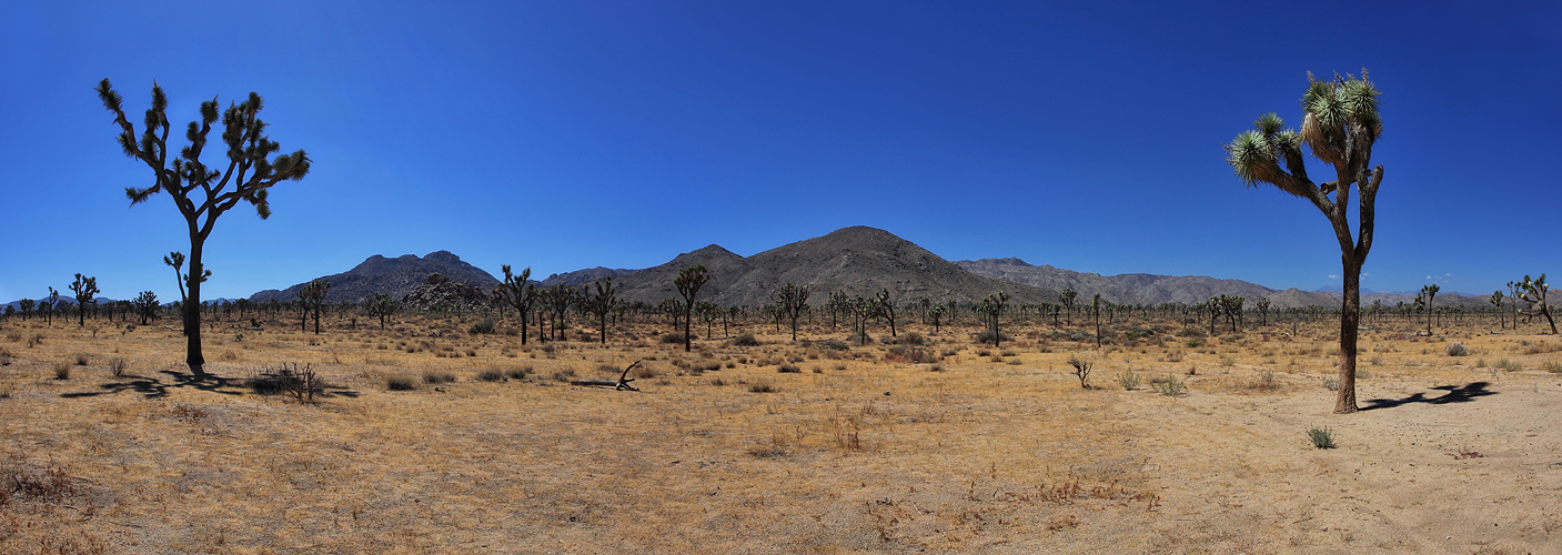 *Joshua Tree NP*