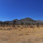 *Joshua Tree NP*