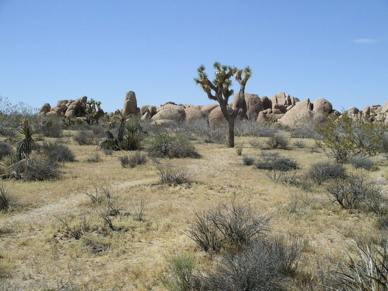 Joshua Tree NP