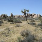 Joshua Tree NP