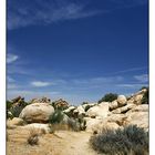 Joshua Tree NP