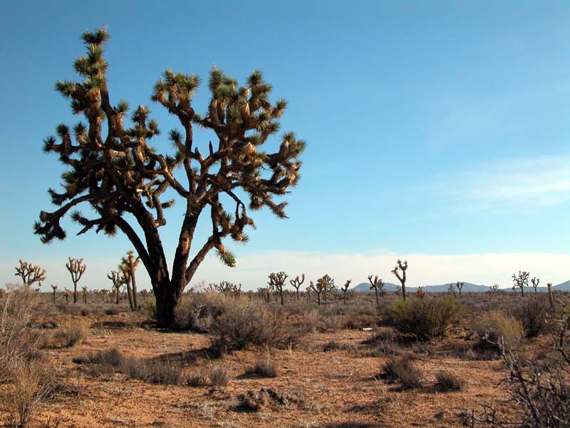 Joshua Tree NP