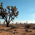 Joshua Tree NP