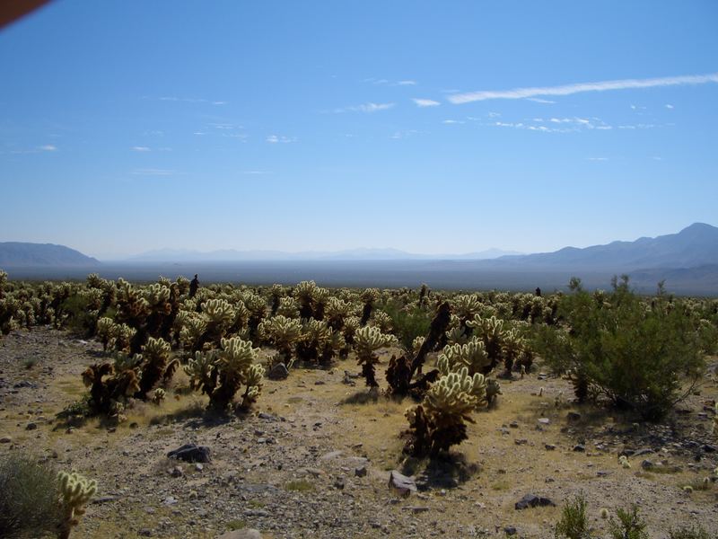 Joshua Tree NP