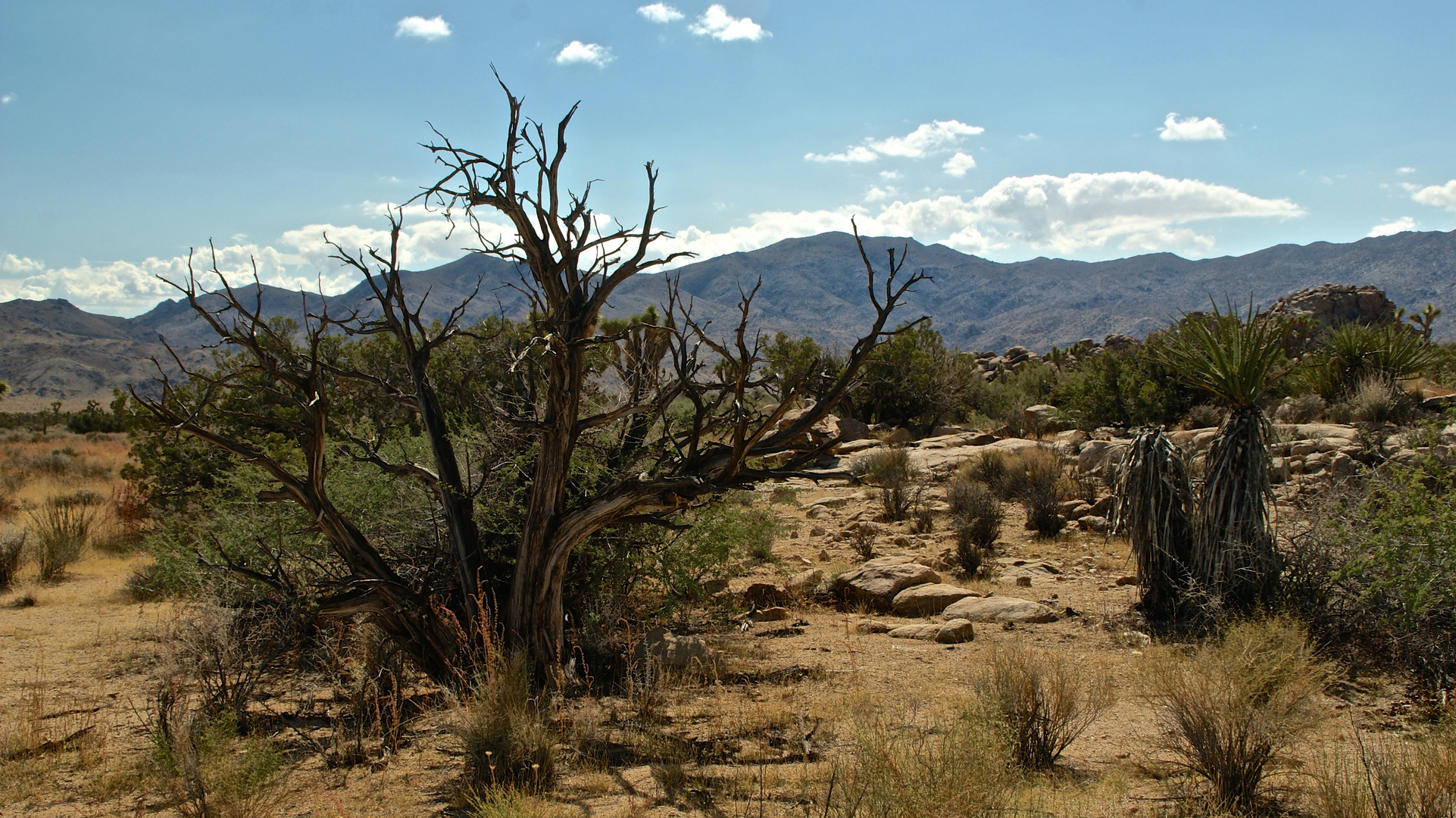 Joshua Tree NP