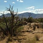 Joshua Tree NP