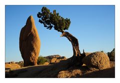 Joshua Tree N.P.