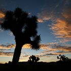 Joshua Tree NP