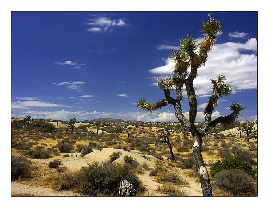 Joshua Tree N.P.