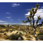 Joshua Tree N.P.