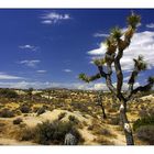 Joshua Tree N.P.