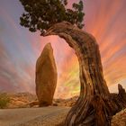 Joshua Tree NP