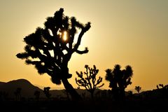 Joshua Tree N.P. bei fast 40 Grad.