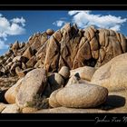 Joshua Tree NP