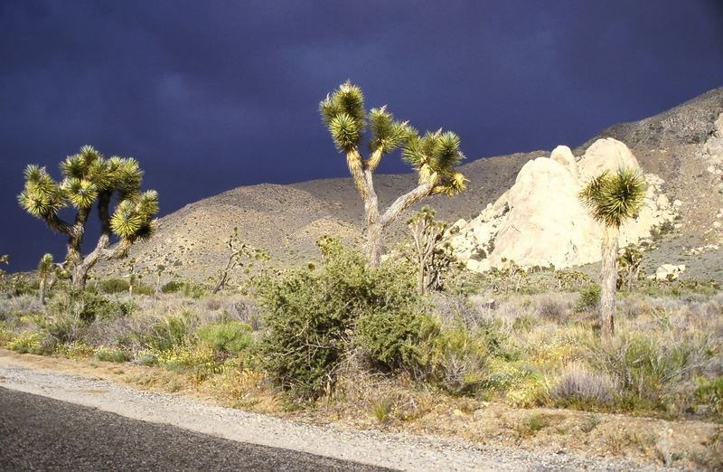 Joshua Tree N.P. California