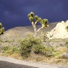 Joshua Tree N.P. California