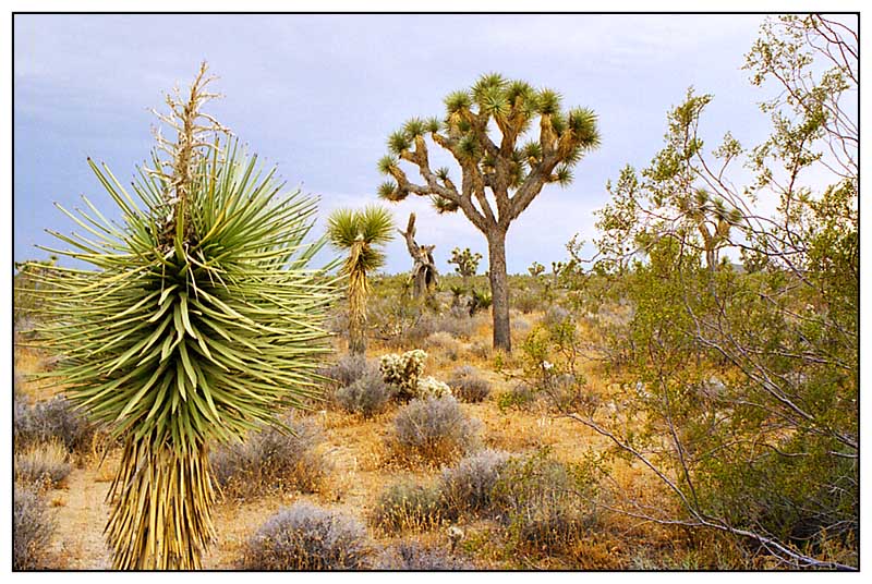 Joshua Tree N.P. - California, USA