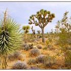 Joshua Tree N.P. - California, USA