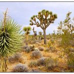 Joshua Tree N.P. - California, USA